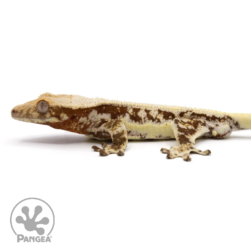 Male Lilly White Crested Gecko Cr-2247