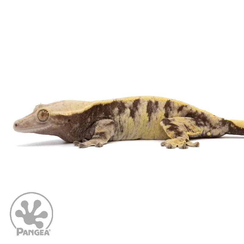 Female Extreme Harlequin Crested Gecko Cr-2215