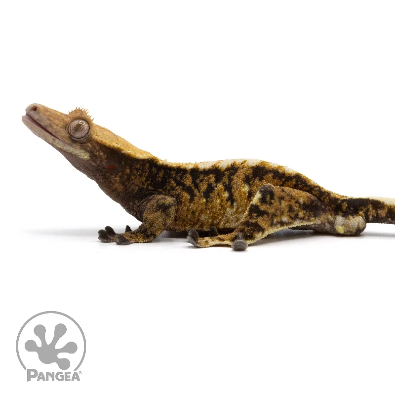 Male Tricolor Extreme Harlequin Crested Gecko Cr-2194