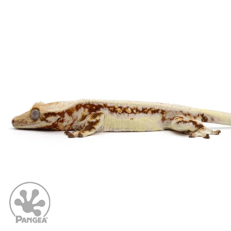 Male Lilly White Crested Gecko Cr-2246