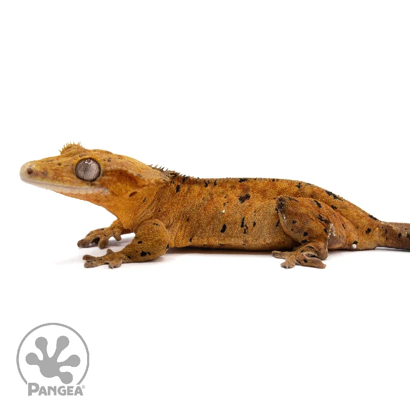 Female Dalmatian Crested Gecko Cr-2210