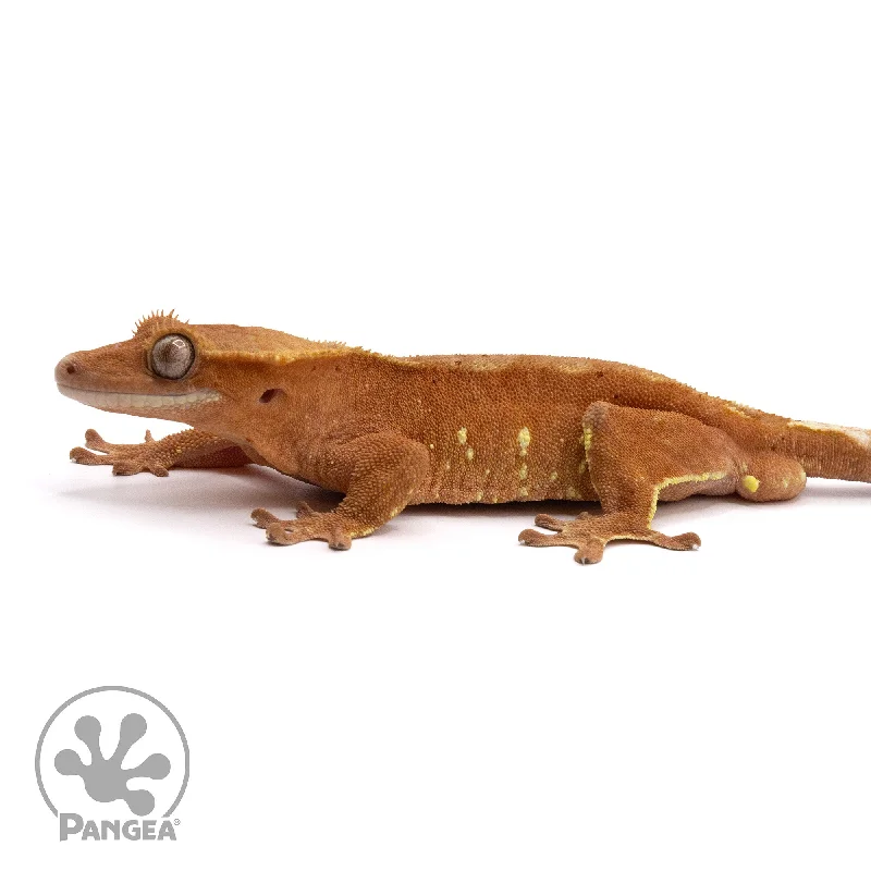 Male Red Phantom Crested Gecko Cr-2182