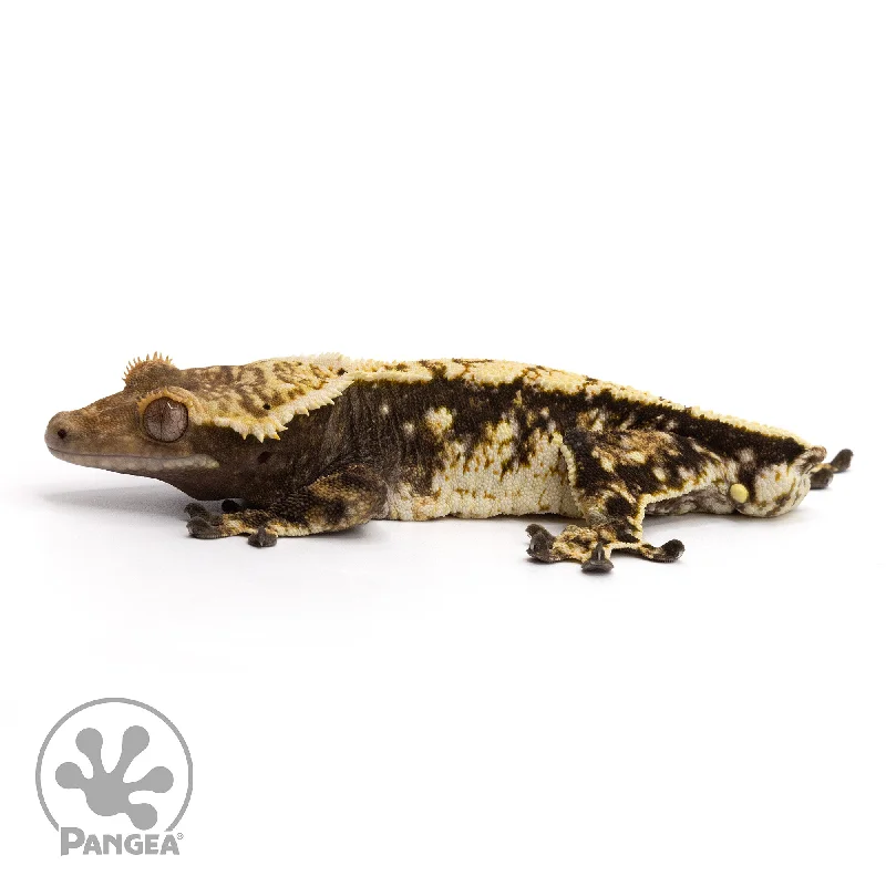 Male Extreme Harlequin Crested Gecko Cr-2184