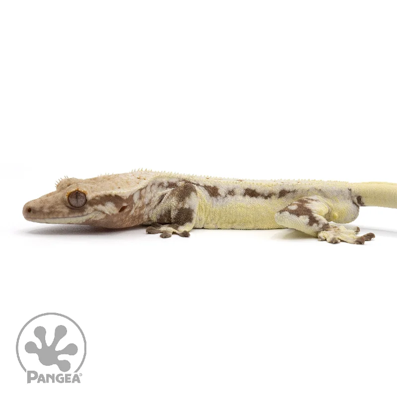 Male Lilly White Crested Gecko Cr-2242