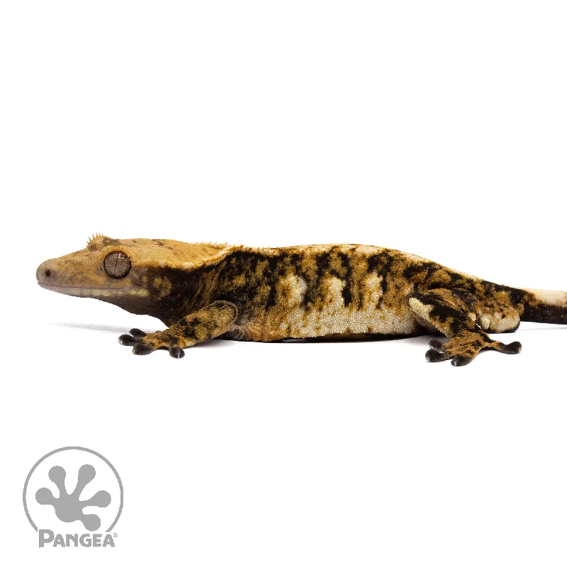 Male Tricolor Extreme Crested Gecko Cr-2193