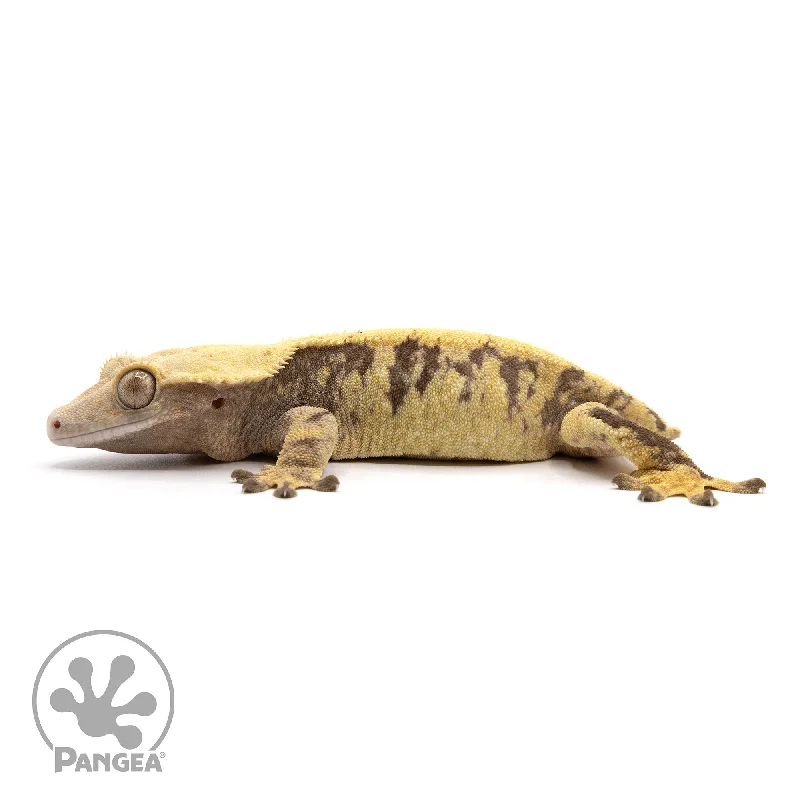 Female XXX Crested Gecko Cr-2273