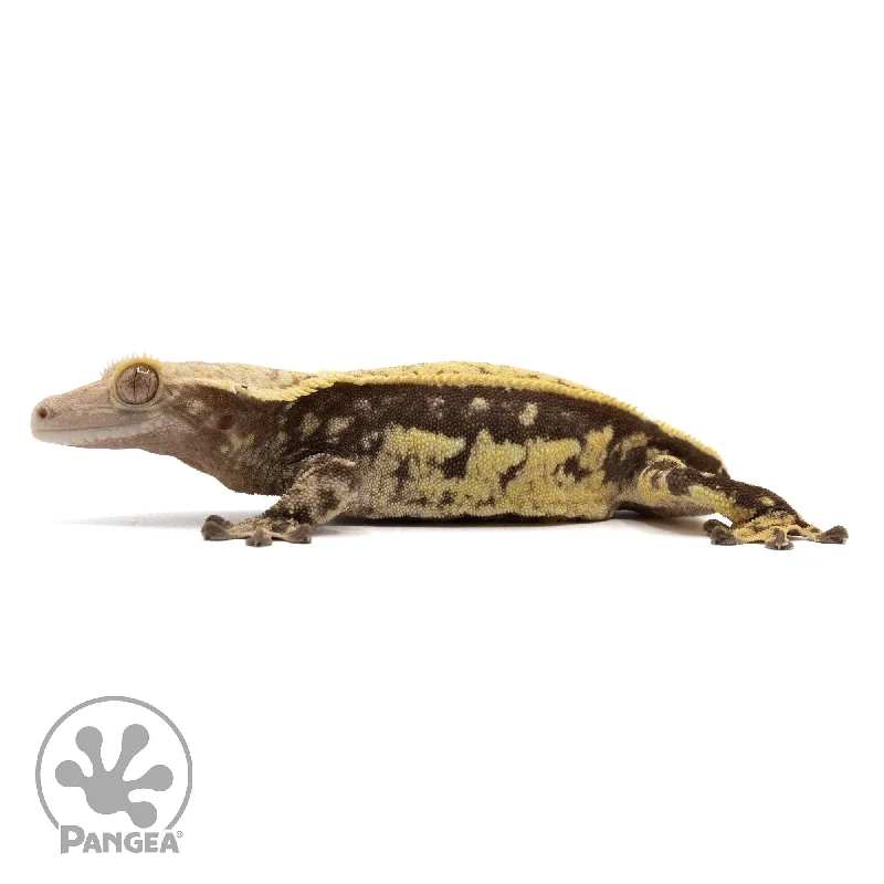 Female Quadstripe Crested Gecko Cr-2221