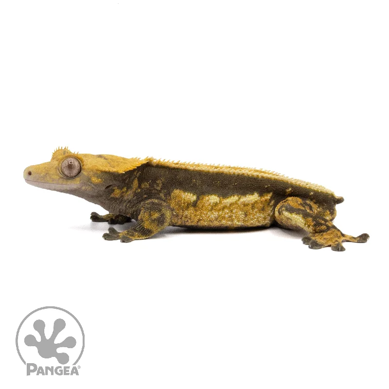 Male Quadstripe Crested Gecko Cr-2211