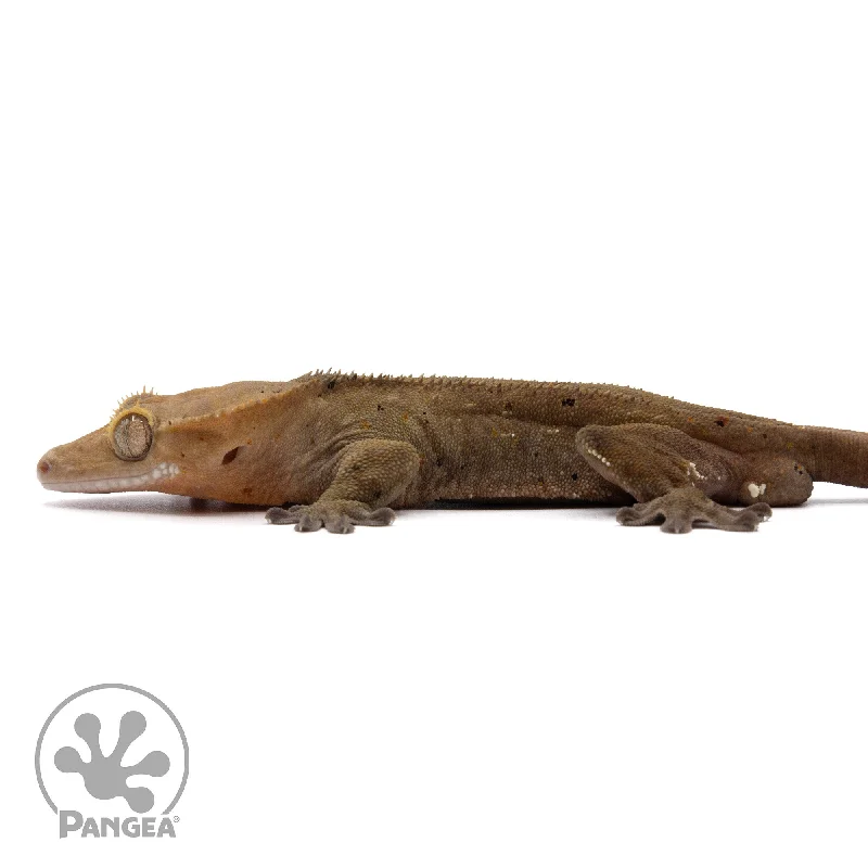 Male Dark Phantom Dalmatian Crested Gecko Cr-2212