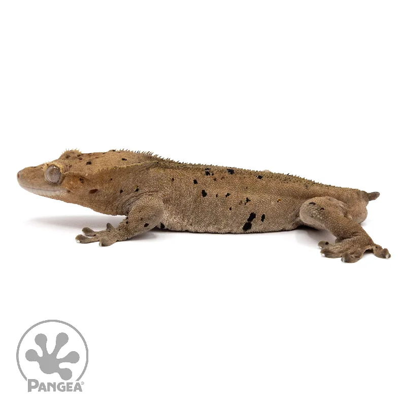 Male Dalmatian Crested Gecko Cr-2202