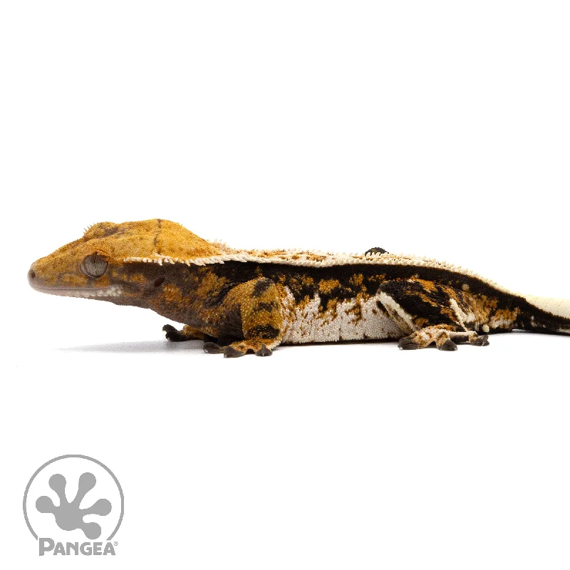 Female Tricolor Pinstripe Crested Gecko Cr-2219