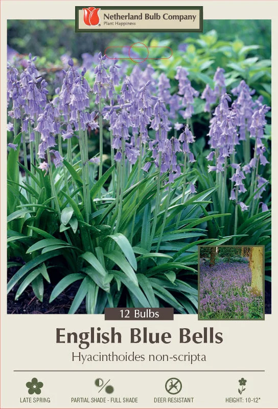 Netherland Bulb Company English Blue Bells - Hyacinthoides non-scripta