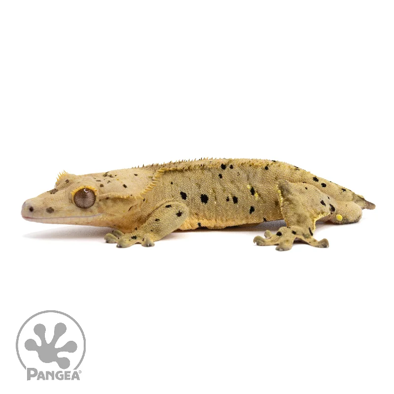 Male Dalmatian Crested Gecko Cr-2208