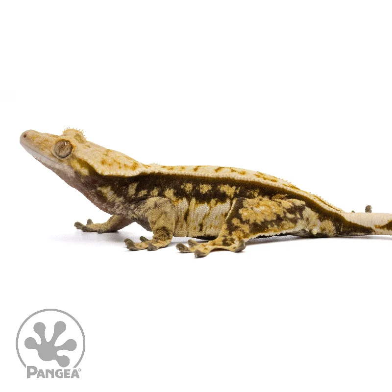 Female Tricolor Pinstripe Crested Gecko Cr-2190