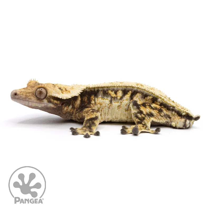 Male Tricolor Extreme Harlequin Crested Gecko Cr-2189