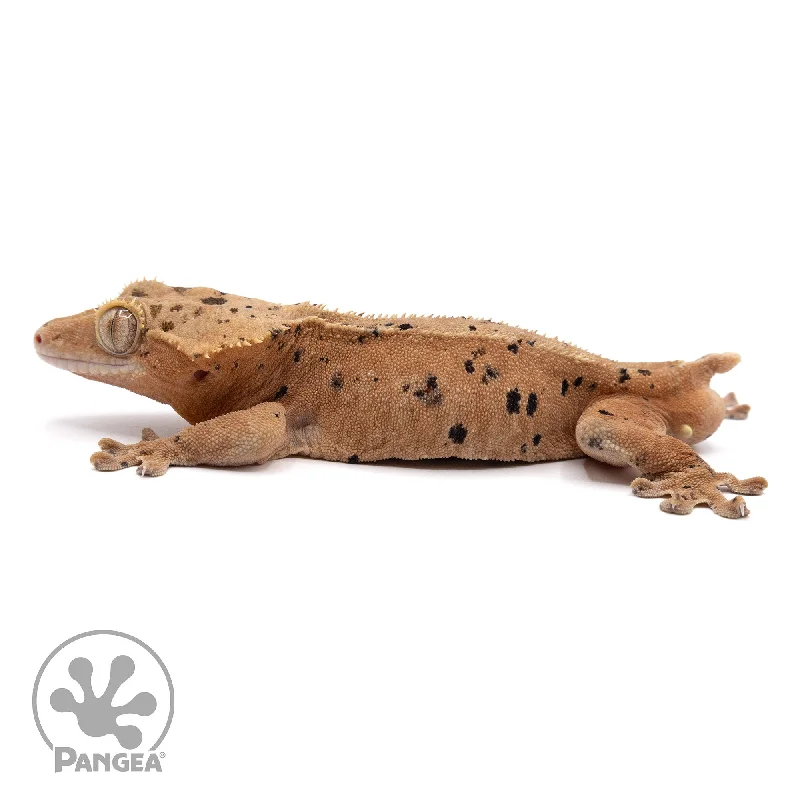 Male Red Dalmatian Crested Gecko Cr-2198